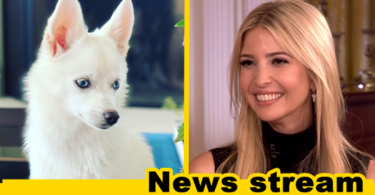 Liberals Attack Ivanka Trump for Choosing a White Dog