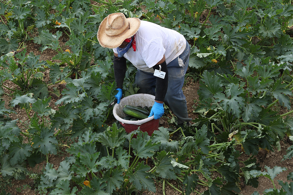 A farm worker picks zucchini in Florida | Getty